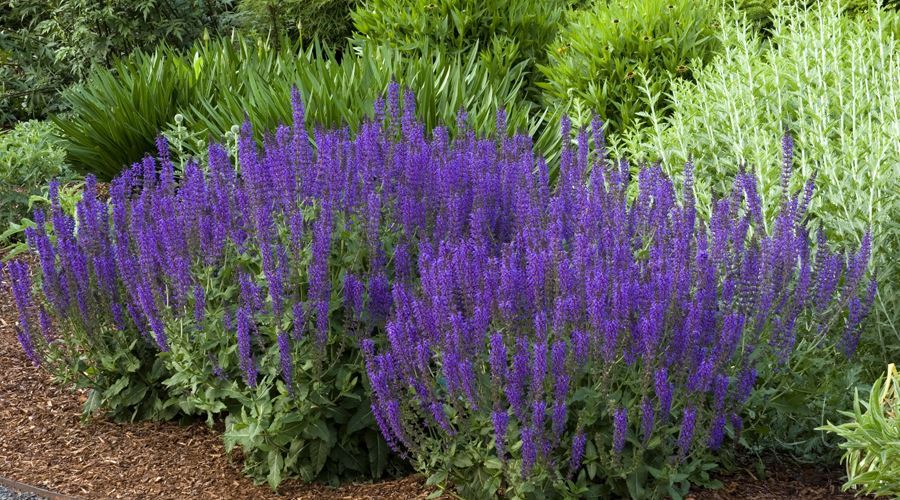 Salvia, cel mai eficient digestiv natural