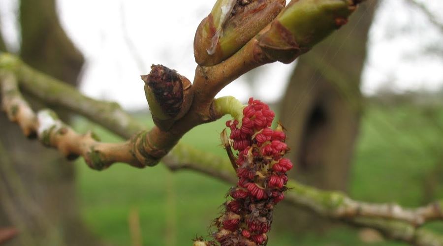 Tinctura de muguri de plop, indicata in tratarea contuziilor