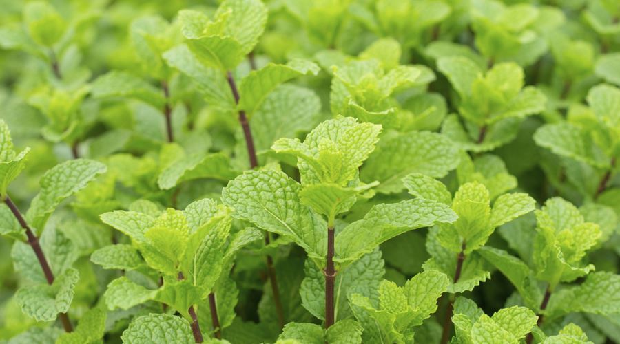 Tonicul din grădină: menta