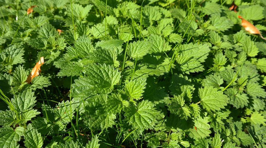 Urzica vie, cea mai folositoare sursa de vitamine a primaverii