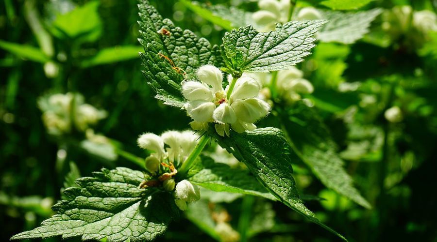 Urzica, planta care ne vitaminizează şi mineralizează organismul