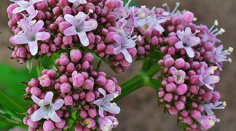Valeriana, calmantul ideal al sistemului nervos
