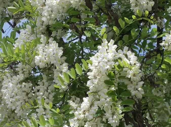 Vinul tonic din flori de salcam ajuta organismele anemiate