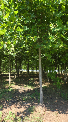 Arbori - Platanus × acerifolia (Platan), circumf. 25-30 cm