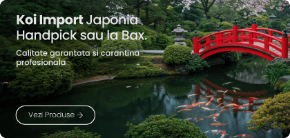 Koi Import Japonia