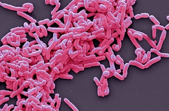 Probiotice pentru iazul cu koi