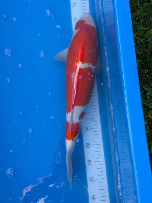 Crap Koi Kohaku 52 cm Genjiro Farm [3]