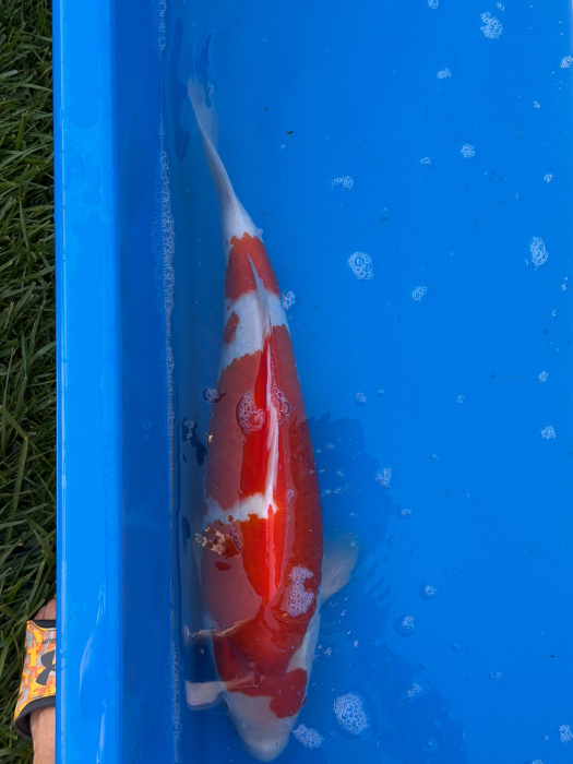 Crap Koi Kohaku 52 cm Genjiro Farm [5]