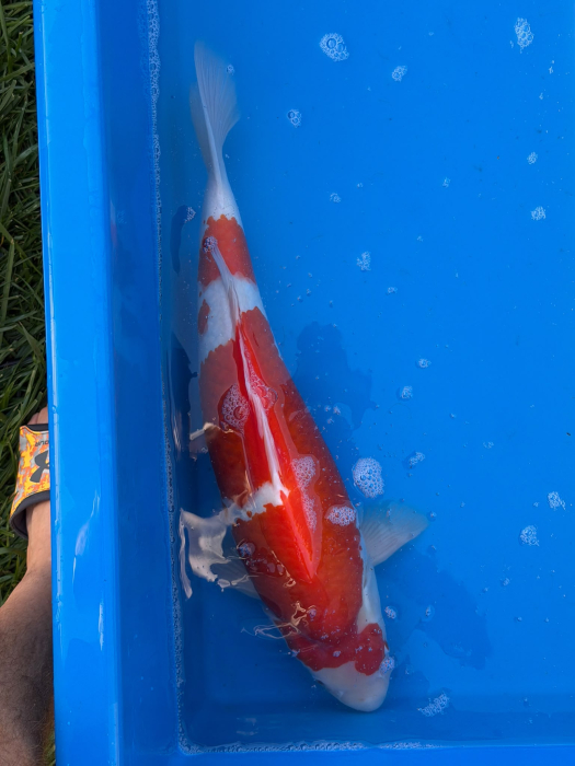 Crap Koi Kohaku 52 cm Genjiro Farm [4]