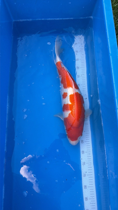 Crap koi Kohaku Genjiro Farm 58 cm ( parinti Dainichi) [3]