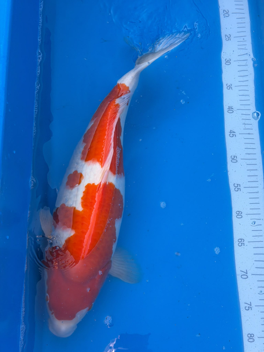 Crap koi Kohaku Genjiro Farm 58 cm ( parinti Dainichi) [2]