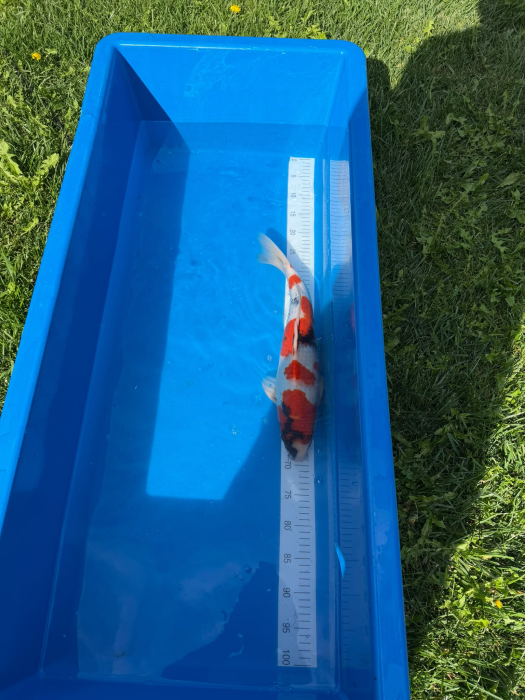 Showa Koi 47-52 cm ( pret / bucata ) [2]