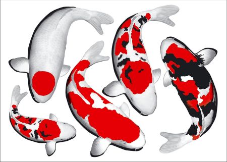 Diverse Articole - Autocolant koi 35x49 cm