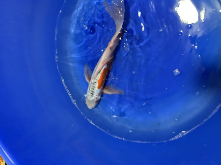 Crapi Koi - Butterfly Sushui +32 cm