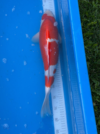 Crapi Koi - Crap Koi Kohaku 52 cm Genjiro Farm