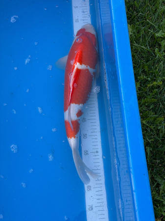 Crap Koi Kohaku 52 cm Genjiro Farm [1]