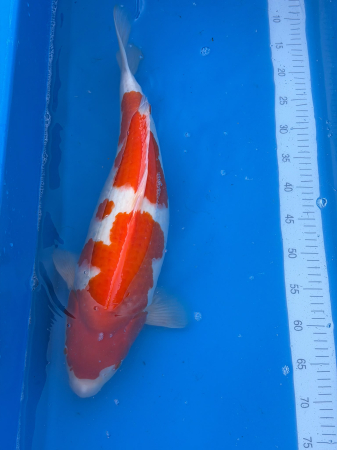 Crapi Koi Import Japonia - Crap koi Kohaku Genjiro Farm 58 cm ( parinti Dainichi)