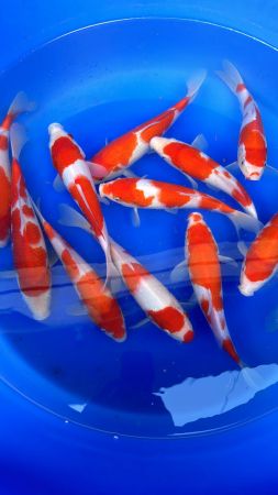 Crapi Koi Import Japonia - Crapi Koi 25-30 + Kohaku Genjiro Farm din parinti Sakai si Dainichi