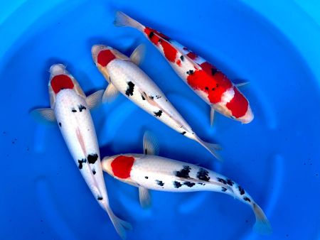 Crapi Koi Import Japonia - Crapi Koi import Japonia 45-47 cm Genjiro Farm Tancho Sanke, Sanke