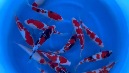 Crapi Koi Import Japonia - Crapi Koi import Japonia Ikarashi Toshinobu Farm 26-30 cm High Class ( in mai aveau26-30 cm)