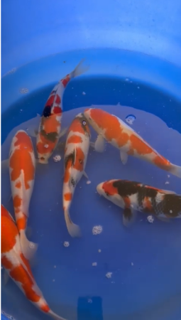 Crapi Koi import Japonia Ikarashi Toshinobu Farm 26-30 cm High Class ( in mai aveau26-30 cm) [1]