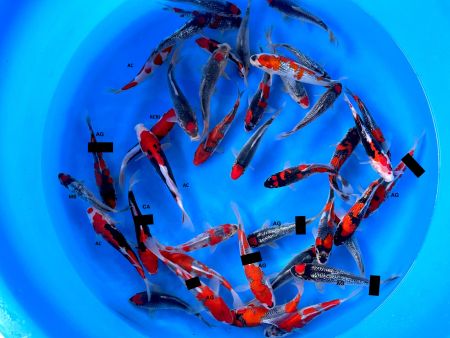 Crapi Koi Import Japonia - Crapi Koi import Japonia Kawakami Farm 18-23 cm