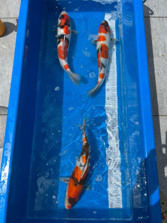 Crapi Koi - Crapi Koi import Japonia Very High Quality +40 cm Isa si Ikarashi Toshinobu.