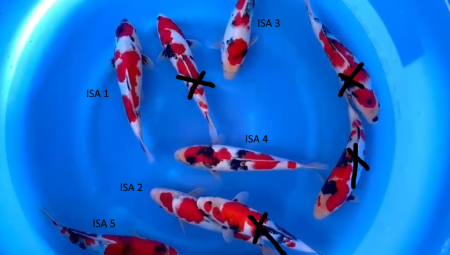 Crapi Koi Import Japonia - Crapi Koi import Japonia Very High Quality Jumbo Tosai 28-30 cm Isa Farm