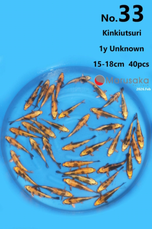 Crapi Koi Import Japonia - Crapi Koi KINKIUTSURI 15-18 cm Marusaka Farm