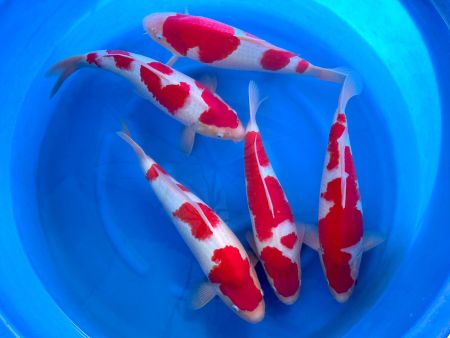 Crapi Koi Import Japonia - Crapi Koi Nisai Kohaku Genjiro Farm 45-47cm ( Kinsen Bloodline)
