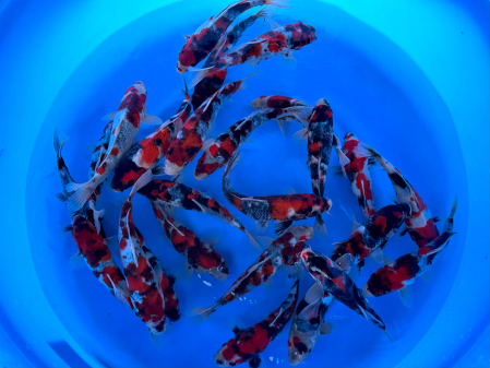 Crapi Koi - Crapi Koi Showa Tateshita Tosai 23-26 cm