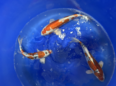 Crapi Koi - Kikusui si Beni Kikokuryo Yamasan Farm 32-38 cm