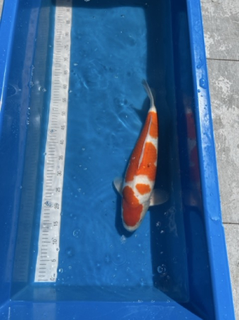 Crapi Koi Import Japonia - Kohaku Genjro Farm 47 cm