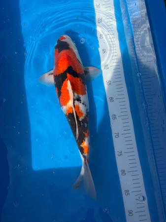Showa Koi 47-52 cm ( pret / bucata ) [2]