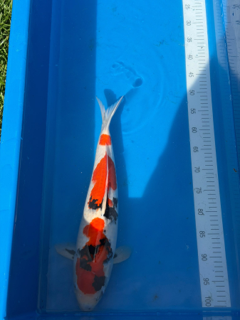 Crapi Koi Import Japonia - Showa Koi 47-52 cm ( pret / bucata )
