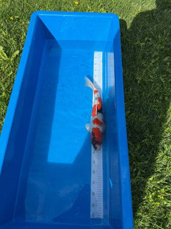 Showa Koi 47-52 cm ( pret / bucata ) [1]