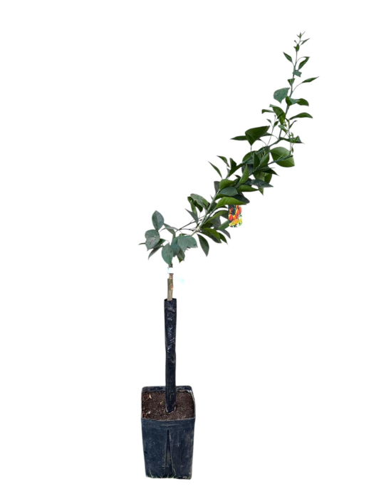 Portocal dulce Navelina (Citrus sinensis) , portocala 80-120 cm [1]