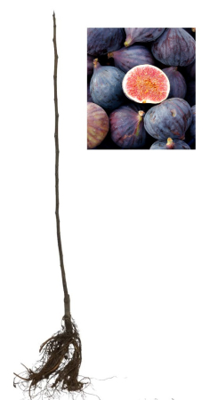 Toate produsele - Smochin Black Mission 120 - 140 cm + protectie iarna cadou, radacina libera