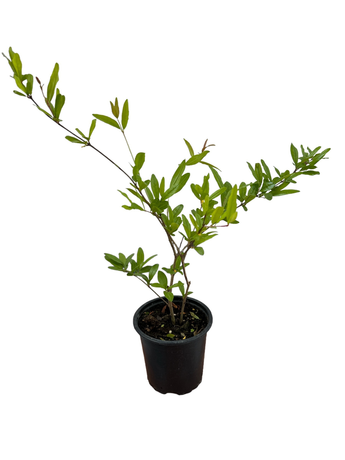 Rodiu Wonderful 20 - 30 cm (Punica granatum) [1]