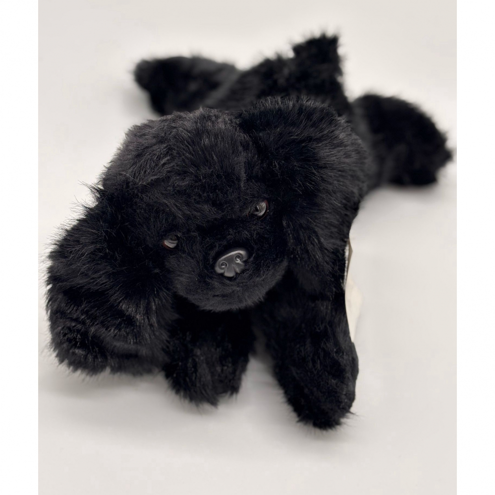 Catelus de Plus Bichon, 30 cm [4]