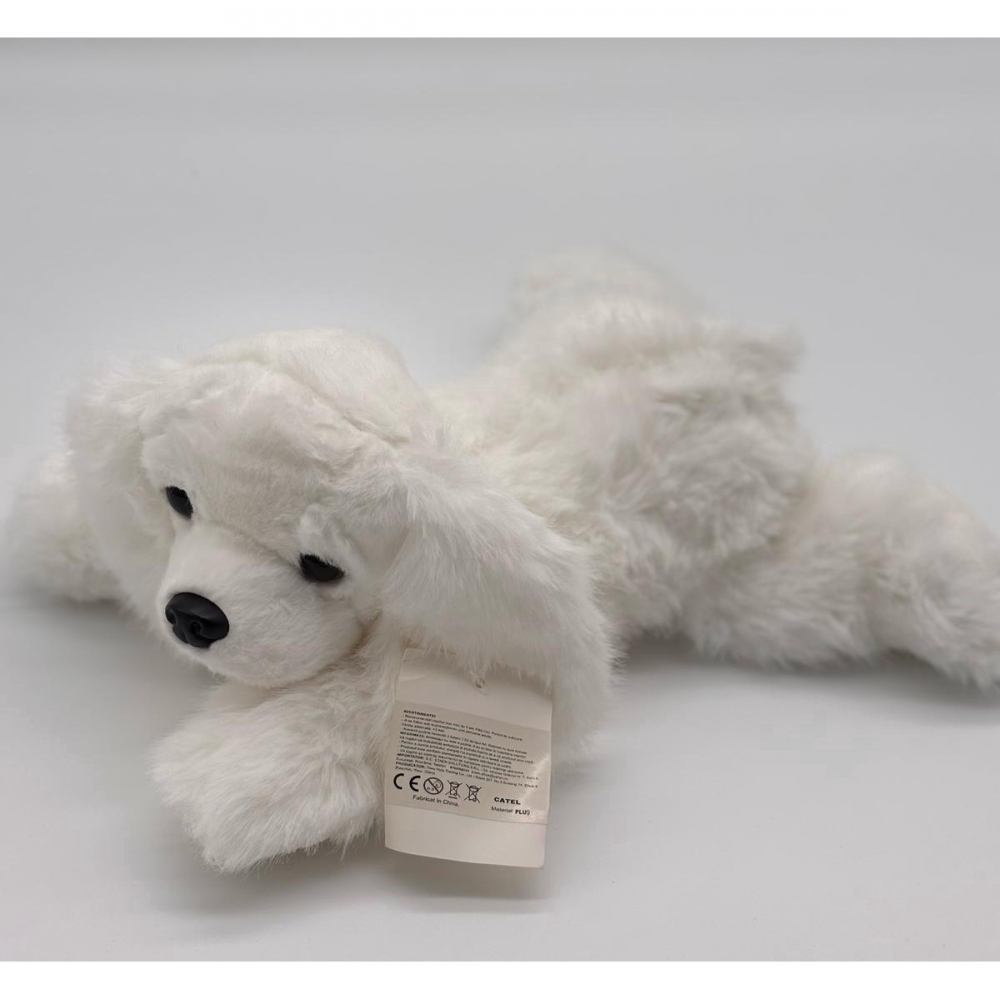 Catelus de Plus Bichon, 30 cm [6]