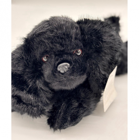 Catelus de Plus Bichon, 30 cm [1]