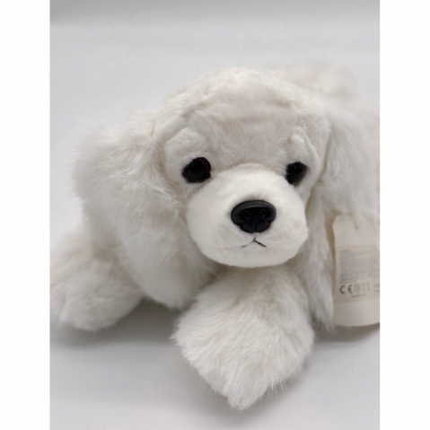 Catelus de Plus Bichon, 30 cm [4]