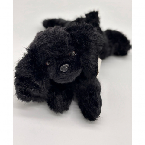 Catelus de Plus Bichon, 30 cm [4]