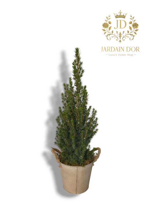 Mini Brad Natural de Pădure în Vas Rustic (Model Deluxe) [2]