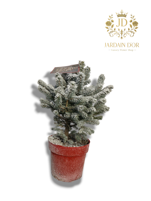 Mini Brad de Crăciun "Polaris" - Roșu și Înzăpezit [2]