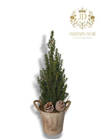 Produse - Mini Brad Natural de Pădure în Vas Rustic (Model Deluxe)