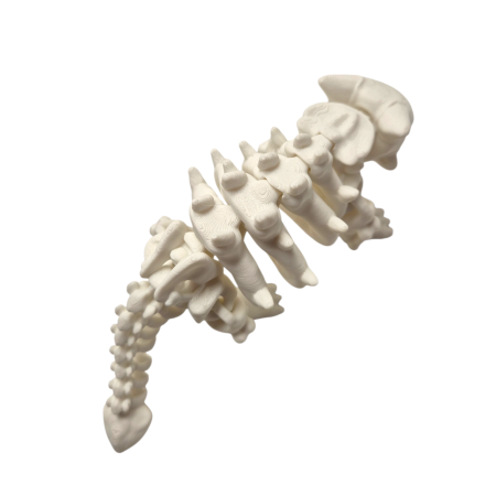 Ankylosaurus Skeleton Articulat 3D [2]