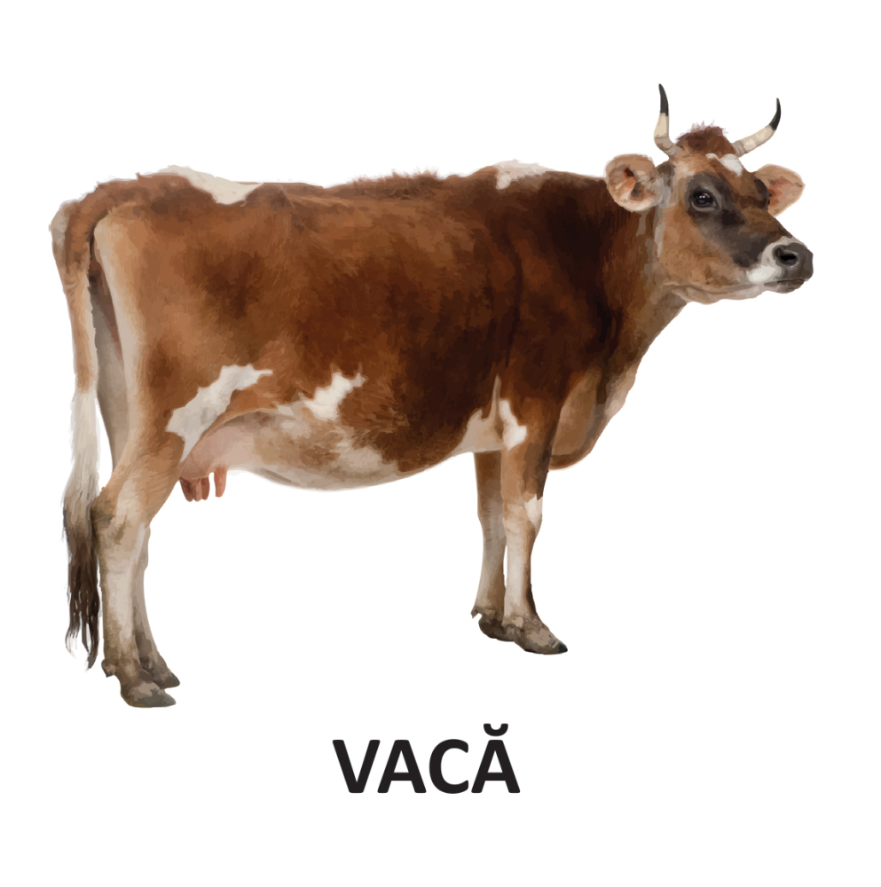Animale domestice - carte pliata [3]