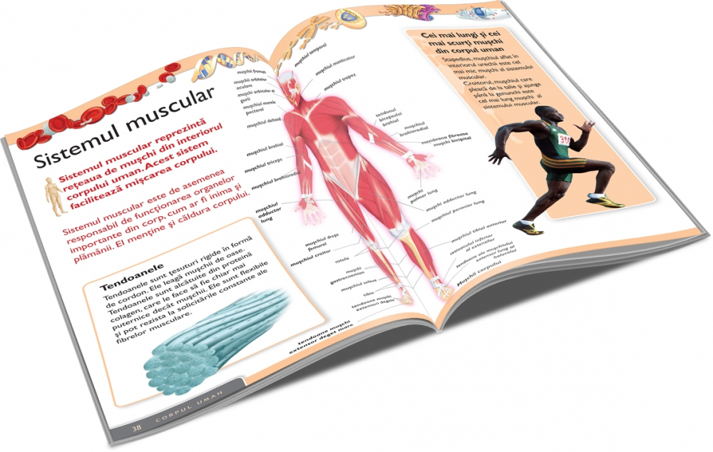 Enciclopedia corpului uman [2]
